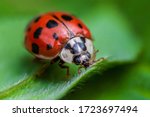 Ladybug with black eyes in...