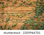 Yellow horizontal of bamboo fence with green ivy. Bamboo wall texture background for interior or exterior design.