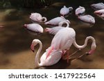 Small photo of Flamingos and their relatives are well attested in the fossil record, with the first unequivocal member of the Phoenicopteridae