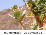 Small photo of Calotropis procera (Apple of Sodom, Sodom apple, king's crown, rubber bush, rubber tree, Dead Sea Apple). In Bible, it is symbol of evil and condemnation of Sodom. Poisonous. Used in medicine. Jordan