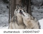 Landscape photo of two grey wolves playing in a snowy forest. One of them is licking the other one
