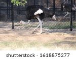 Description

The common ostrich, or simply ostrich, is a species of large flightless bird native to certain large areas of Africa. It is one of two extant species of ostriches, the only living members
