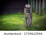 The Cougar  Puma Concolor  Is A ...