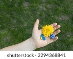 small child's hand with heart drawn on palm, yellow and blue flowers against background of green grass. love the Motherland Ukraine. Colors of national Ukrainian flag. Stop war, peace for Ukraine