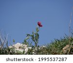 Red Poppy Flower On A Blue Sky...