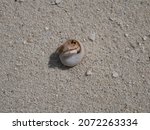 Small photo of A small hermit crab on the white sand of the Maldives beach. The life of crustaceans in natural conditions.
