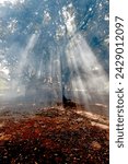 Small photo of 24-12-2023 – 11:30:34 Sunrays coming through the branches of trees and fallen on ground like a spot-light seen when visited Anukul Thakur’s Ashram, a hermitage at Badlapur closer to New Mumbai, India
