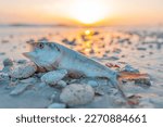 Small photo of Red Tide. Dead fish on the beach Gulf of Mexico. Florida natural disaster. Stinky or bad, rotten, putrid smell on the ocean beach or shore. Dangerous Red Tide for people and animals. Florida news