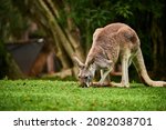 Small photo of The kangaroo is a marsupial from the family Macropodidae. In common use the term is used to describe the largest species from this family, the red kangaroo, as well as the antilopine kangaroo, eastern