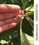Small photo of Soy Bean Emasculation with hand