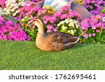 Duck Bird Animal Garden Flower...