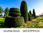 Collection of topiary evergreen conifer trees differently pruned and planted in a row in tree nursery or botanical garden. Crowns of conifer trees trimmed in different shapes for garden exterior.