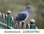 Small photo of Rock dove or common pigeon or feral pigeon in Kelsey Park, Beckenham, Greater London. A dove (pigeon) sitting on a fence in Kelsey Park, Beckenham, Kent. Rock dove or common pigeon (Columba livia), UK