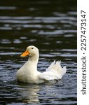 A White Duck Swimming On The...