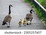A family of canada geese with...