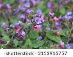 Small photo of Blossom of bright Pulmonaria in spring. Lungwort. Flowers of different shades of violet in one inflorescence. Honey plant. The first spring flower. Pulmonaria officinalis from the Boraginaceae family.