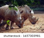 Small photo of Javan rhino, or small one-horned rhino (Rhinoceros sondaicus)