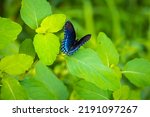 Red Spotted Purple Butterfly On ...