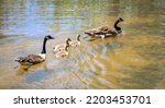 Canadian geese family swimming...