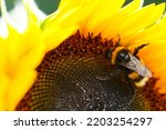 sunflowers close up. Black and yellow striped bee, honey bee, pollinating sunflowers close up. A bumblebee pollinating on a yellow sunflower close-up.