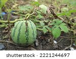 Little green watermelon on the ground. Young small watermelon in a vegetable garden or farm field.