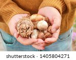 Man Holding Flower Bulbs In His ...