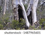 Small photo of The rich cream, grey and blue of two giant eucalyptus twin trees in the immediate foreground, surrounded by a forest of gum trees deep in the Tasmanian countryside.