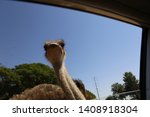The Ostrich Take A Look Through ...