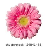 Pink Gerbera Isolated