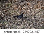 A Male Blackbird In A Mating...