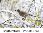 American Robin Foraging On The...