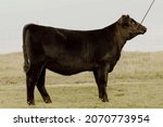Small photo of Black angus show cattle (heifer) standing set on halter