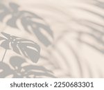 Aesthetic monstera shadow on the wall