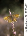 Small photo of Duke Of Burgundy Fritillary Butterfly - Hamearis lucina on the meadow