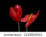 Red Anthurium Flower Isolated...