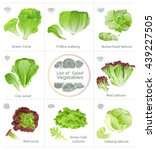 Lettuce Free Stock Photo - Public Domain Pictures