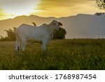 Silhouette Of Nelore Cattle At...
