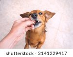 Small photo of Owner giving snack or prize to dog. Feeding funny brown dog. Owner giving his dog training award