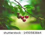 Ripe Cherries Hanging From A...