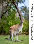 Small photo of Female red kangaroo standing on grass with kangaroo baby joey in pouch, Perth, Western Australia. Symbol of Australia