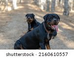 Two Big Black Dogs Sit On A...