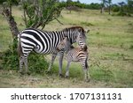 Very Young Zebra Foal With Its...