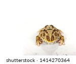 Small photo of Packman Frog horned Argentina toad full color