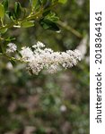 Small photo of White axillary indeterminate panicle inflorescences of Greenbark Buckbrush, Ceanothus Spinosus, Rhamnaceae, native suprashrub in Red Rock Canyon MRCA Park, Santa Monica Mountains, Springtime.