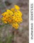 Small photo of Yellow blooming terminal indeterminate radiate head inflorescences of Golden Yarrow, Eriophyllum Confertiflorum, Asteraceae, native in Red Rock Canyon MRCA Park, Santa Monica Mountains, Springtime.