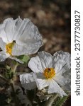 Small photo of Flatbud Prickly Poppy, Argemone Munita, a native perennial monoclinous herb displaying terminal exiguous cyme inflorescences during late Summer in the Eastern Sierra Nevada.