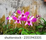 Small photo of purple dendrobium sonia orchid in bloom