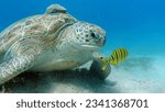 Small photo of Big Green turtle on the reefs of the Red Sea. Green turtles are the largest of all sea turtles. A typical adult is 3 to 4 feet long and weighs between 300 and 350 pounds.
