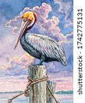 Pelican with colorful beak image - Free stock photo - Public Domain ...