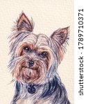 Yorkshire Terrier Dog Breed....
